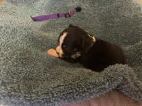 ASDR Black tri female 1, a female Miniature Australian Shepherd for sale in Weaverville, NC – 2 of 9