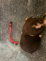 ASDR Black tri female 5, a female Miniature Australian Shepherd for sale in Weaverville, NC – 5 of 7