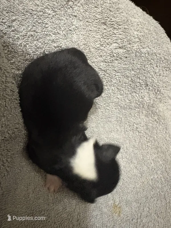 ASDR Black tri female 2 – Miniature Australian Shepherd puppy for sale in Weaverville, NC