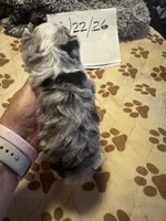 Blue Merle male 2 / possibly Blue eyes, a male Miniature Aussiedoodle for sale in Weaverville, NC – 4 of 10