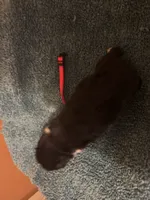 ASDR Black tri female 5, a female Miniature Australian Shepherd for sale in Weaverville, NC – 3 of 7