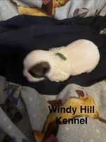 Shih Tzu/Maltess cross White male with brown , a male Shih Tzu for sale in Weaverville, NC – 3 of 6