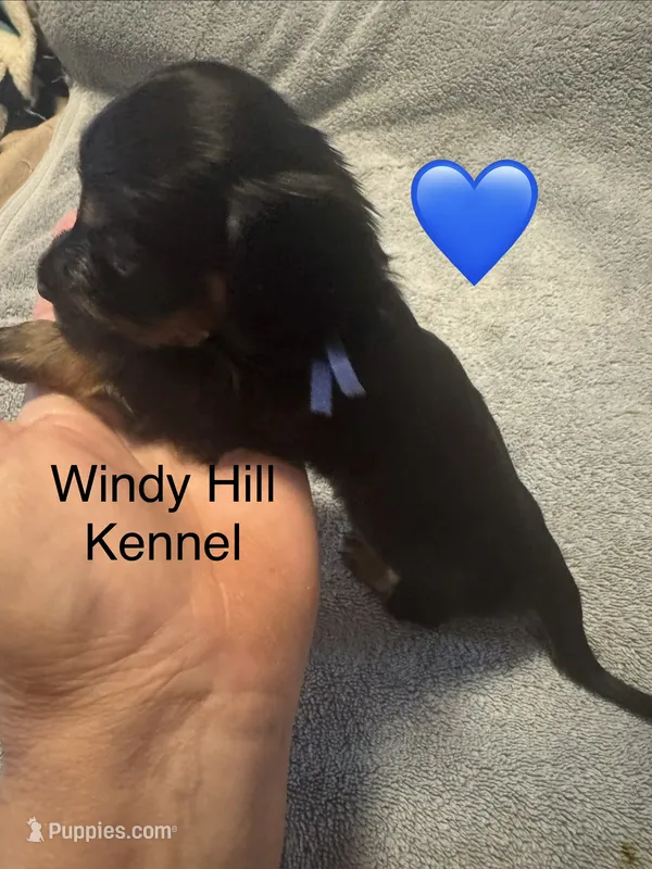 CKC Black and Tan Long Hair Male – Miniature Dachshund puppy for sale in Weaverville, NC