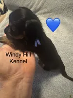 CKC Black and Tan Long Hair Male, a male Miniature Dachshund for sale in Weaverville, NC – 5 of 9