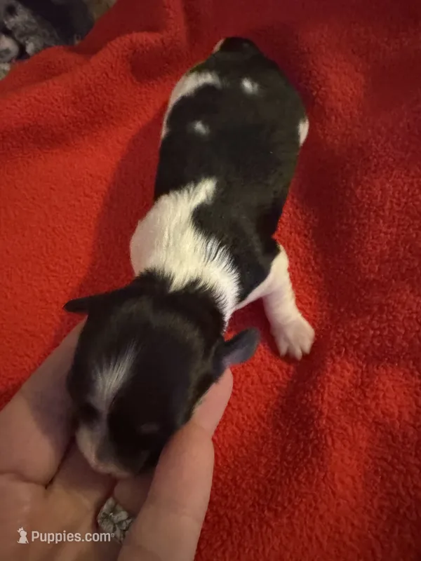 Mauxie Black & white tri colored female  – Maltese, Miniature Dachshund puppy for sale in Weaverville, NC