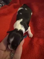 Mauxie Black & white tri colored female , a female Maltese and Miniature Dachshund for sale in Weaverville, NC – 1 of 5