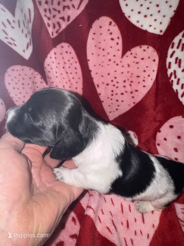 Black/white Piebald male 2