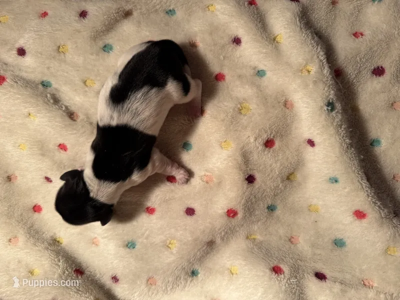 Black/white Piebald male 2