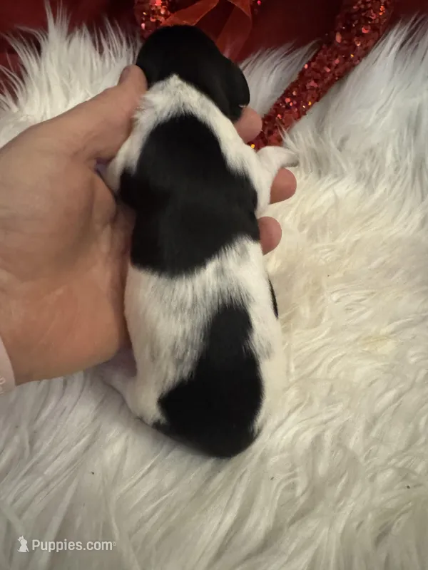 Black/white Piebald male 2