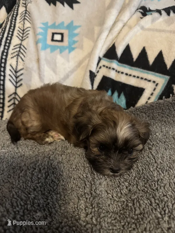 Shih Tzu / Maltese cross Sable male – Maltese, Shih Tzu puppy for sale in Weaverville, NC
