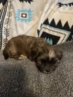 Shih Tzu / Maltese cross Sable male, a male Maltese and Shih Tzu for sale in Weaverville, NC – 1 of 9