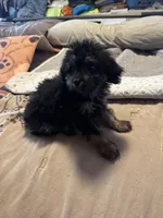 Phantom male, a male Miniature Aussiedoodle for sale in Weaverville, NC – 6 of 6