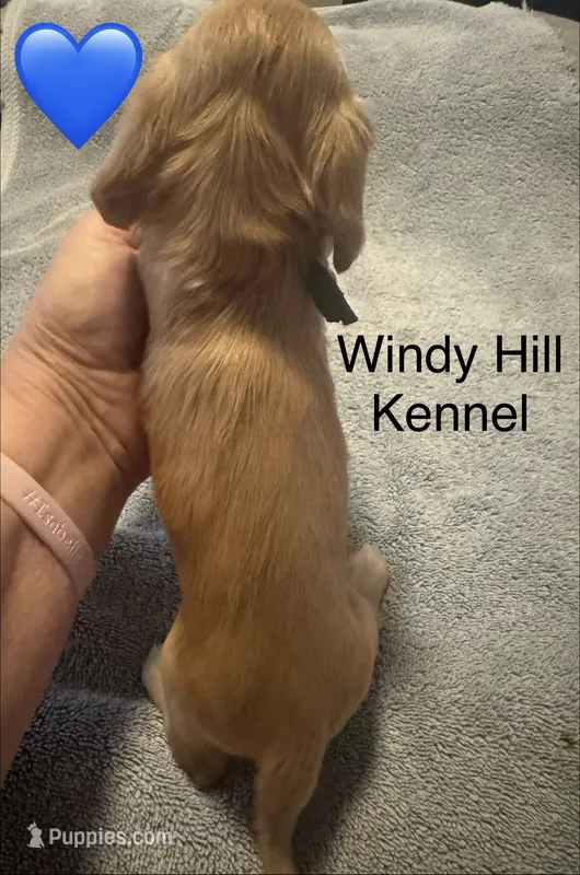 CKC Light Cream Long Hair male – Miniature Dachshund puppy for sale in Weaverville, NC