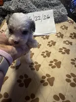 Blue Merle male 2 / possibly Blue eyes, a male Miniature Aussiedoodle for sale in Weaverville, NC – 3 of 10