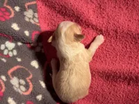 Cream and white Parti male, a male Miniature Aussiedoodle for sale in Weaverville, NC – 5 of 6
