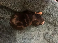 ASDR Blue Merle male 2, a male Miniature Australian Shepherd for sale in Weaverville, NC – 4 of 8