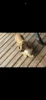 CKC reg LH cream miniature Dachshund Silas, a male Miniature Dachshund for sale in Weaverville, NC – 6 of 6