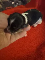 Mauxie Black & white tri colored female , a female Maltese and Miniature Dachshund for sale in Weaverville, NC – 3 of 5