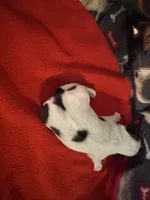 Mauxie white spotted female , a female Maltese and Miniature Dachshund for sale in Weaverville, NC – 4 of 6