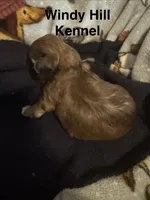 Shih Tzu / Maltese cross Sable male, a male Maltese and Shih Tzu for sale in Weaverville, NC – 9 of 9