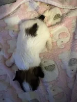 White / Brindle mask female, a female Maltese and Shih Tzu for sale in Weaverville, NC – Photo 5 of 5
