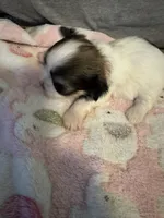 White / Brindle mask female, a female Maltese and Shih Tzu for sale in Weaverville, NC – Photo 2 of 5