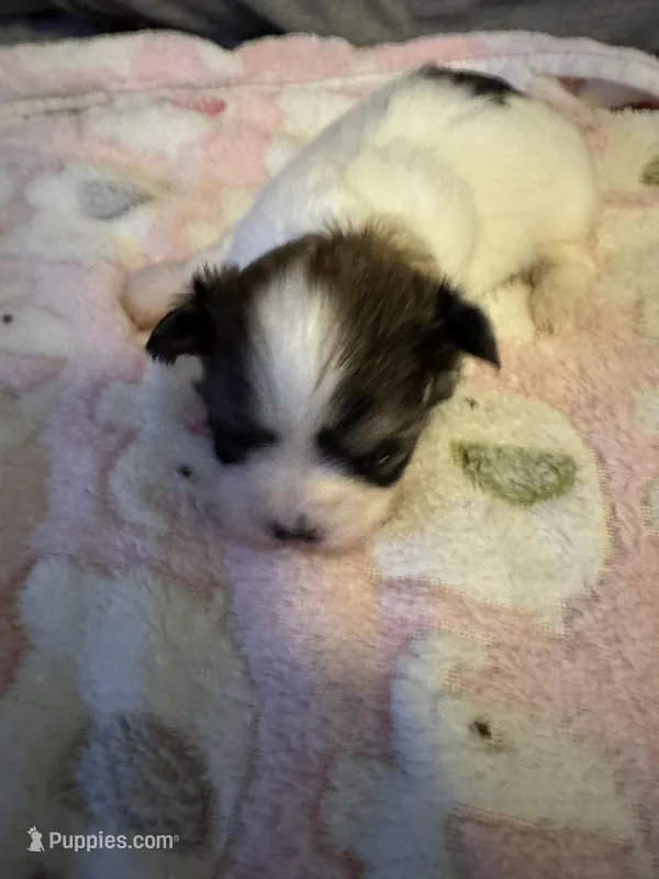 White / Brindle mask female – Maltese, Shih Tzu puppy for sale in Weaverville, NC