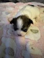 White / Brindle mask female, a female Maltese and Shih Tzu for sale in Weaverville, NC – Photo 1 of 5