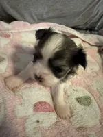 White / Brindle mask female, a female Maltese and Shih Tzu for sale in Weaverville, NC – Photo 4 of 5