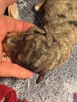 Blue Merle female, a female Miniature Aussiedoodle for sale in Weaverville, NC – Photo 8 of 10