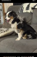 Blue Merle female, a female Miniature Aussiedoodle for sale in Weaverville, NC – Photo 10 of 10