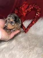 Blue Merle female, a female Miniature Aussiedoodle for sale in Weaverville, NC – Photo 2 of 10