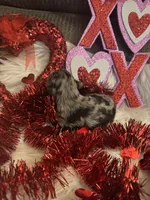 Blue Merle female, a female Miniature Aussiedoodle for sale in Weaverville, NC – Photo 6 of 10