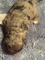 Blue Merle female, a female Miniature Aussiedoodle for sale in Weaverville, NC – Photo 9 of 10