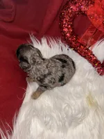 Blue Merle female, a female Miniature Aussiedoodle for sale in Weaverville, NC – Photo 3 of 10