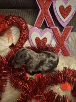 Blue Merle female, a female Miniature Aussiedoodle for sale in Weaverville, NC – Photo 5 of 10
