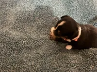 ASDR Black tri female 2, a female Miniature Australian Shepherd for sale in Weaverville, NC – 3 of 9