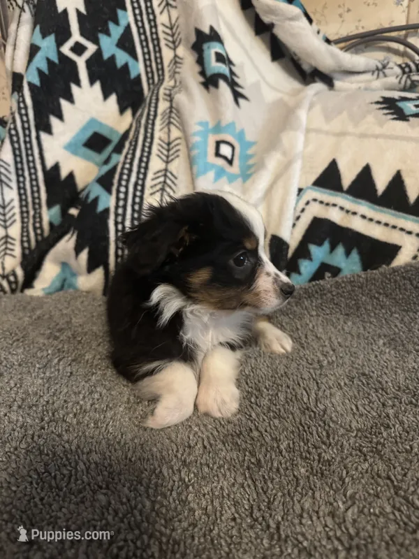 ASDR Black tri female 3 – Miniature Australian Shepherd puppy for sale in Weaverville, NC