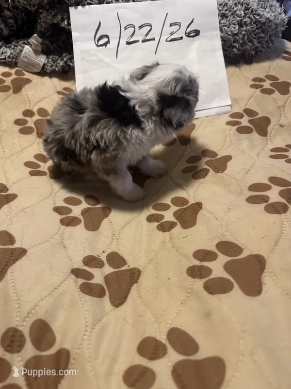 Blue Merle male 2 / possibly Blue eyes – Miniature Aussiedoodle puppy for sale in Weaverville, NC