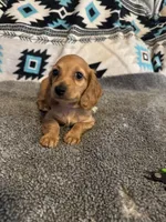 CKC Dark Cream Long Hair male, a male Miniature Dachshund for sale in Weaverville, NC – 1 of 10