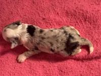 Blue Merle male 2, a male Miniature Aussiedoodle for sale in Weaverville, NC – 3 of 3
