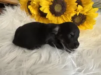 LH Black/tan Male 1, a male Miniature Dachshund for sale in Weaverville, NC – Photo 2 of 6