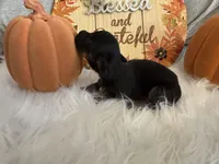 LH Black/tan Male 1, a male Miniature Dachshund for sale in Weaverville, NC – Photo 3 of 6