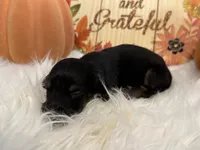 LH Black/tan Male 1, a male Miniature Dachshund for sale in Weaverville, NC – Photo 6 of 6