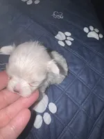 Small female  Maltese , a female Maltese for sale in Weaverville, NC – 7 of 10