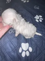 Small female  Maltese , a female Maltese for sale in Weaverville, NC – 8 of 10