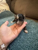 ASDR Blue Merle Male 1, a male Miniature Australian Shepherd for sale in Weaverville, NC – 2 of 4