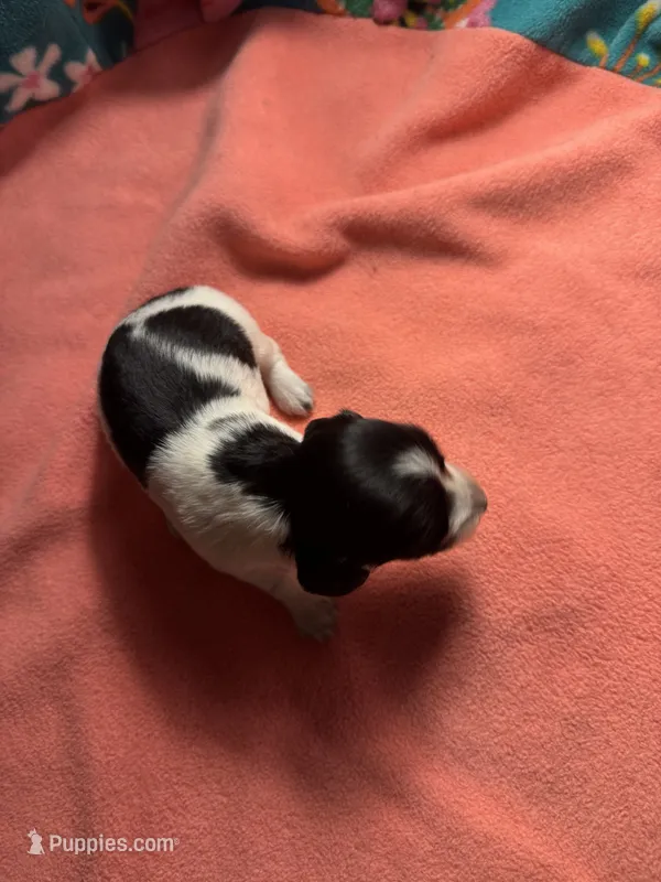 CKC female  piebald possibly Piebald/dapple – Miniature Dachshund puppy for sale in Weaverville, NC