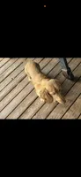 CKC reg LH cream miniature Dachshund Silas, a male Miniature Dachshund for sale in Weaverville, NC – 3 of 6