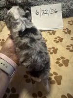 Blue Merle male 2 / possibly Blue eyes, a male Miniature Aussiedoodle for sale in Weaverville, NC – 2 of 10